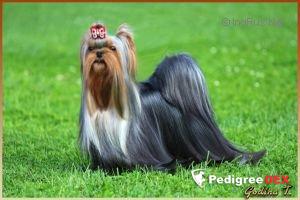 FAIRY PRINCE STRIBRNE PRANI — Labaza DogPedigree YorkshireTerrier